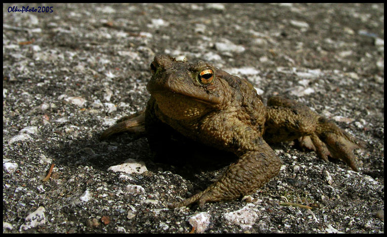 Не мешайте человеку думать! frog жаба