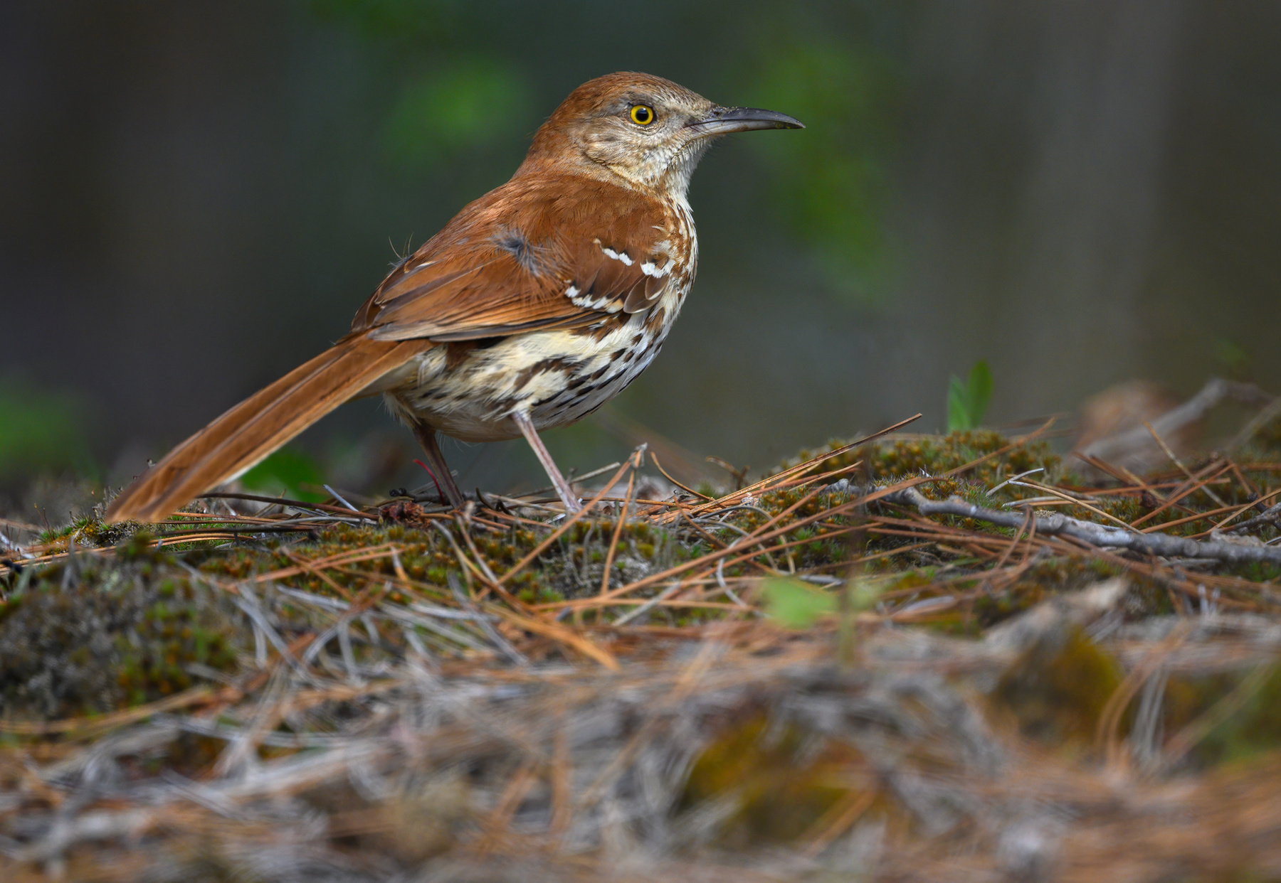 Brown thrasher 
