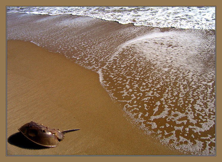 Mечехвост краб океан волны мечехвост пена horseshoe crab Limulus polyphemus