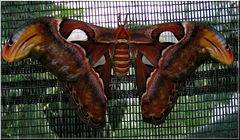 Почти самая большая в мире... бабочка
