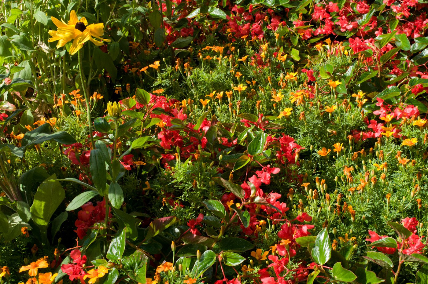 In Full Bloom 