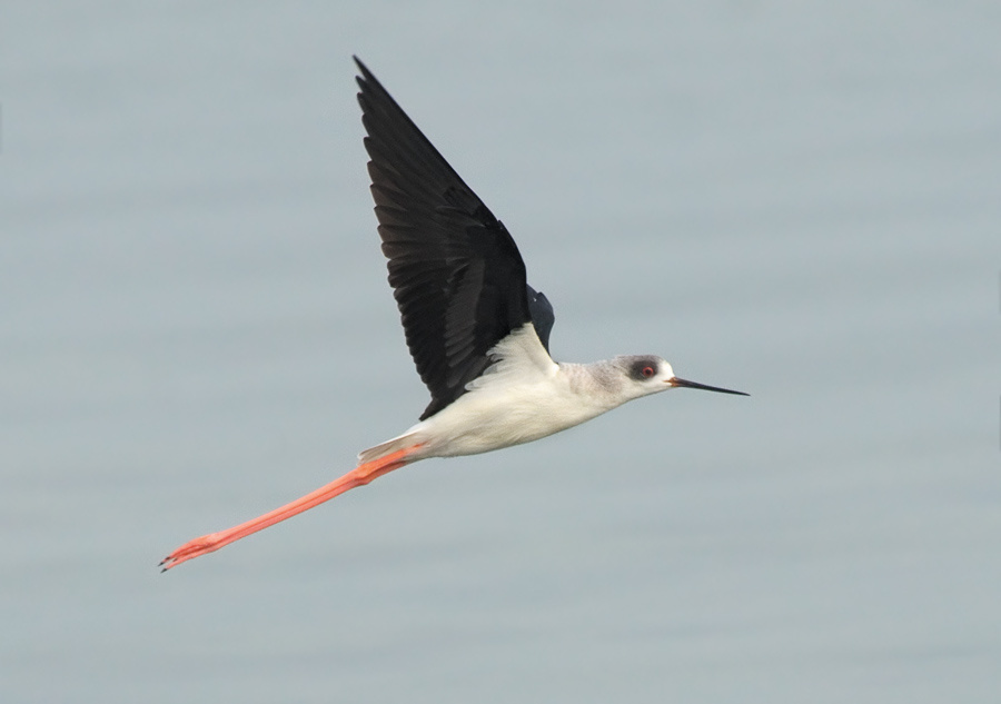 Струна Ходулочник, Stilt, Himantopus, струна
