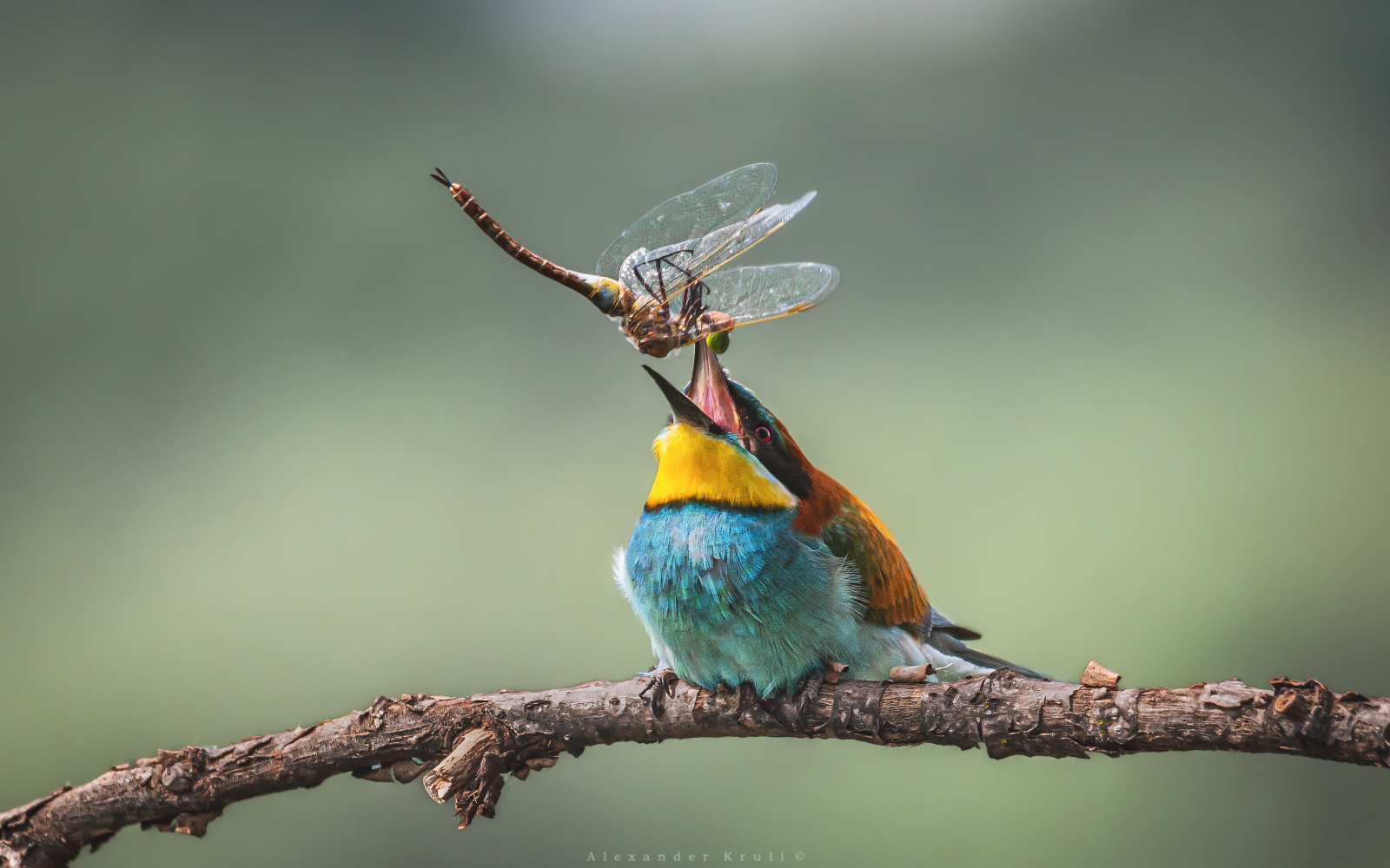 Славная добыча! щурка золотистая merops apiaster