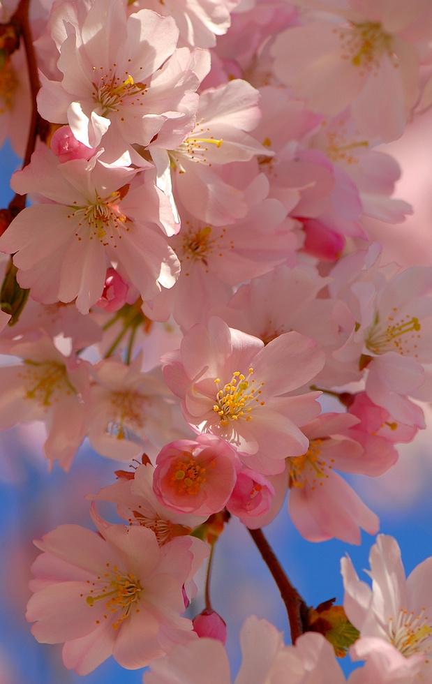 Лепестки весны розовые деревья prunus март цветы веточка весна лепестки