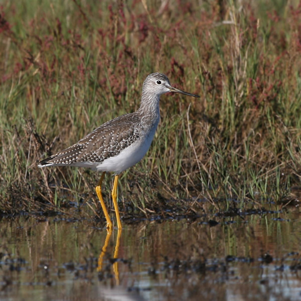 Улит желтоногий птица, улит, желтоногий, lesser, yellowlegs, Texas