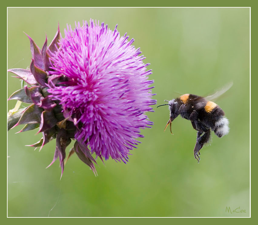 Шасси выпустил (из серии Встречи у татарника) шмель Bombus татарник