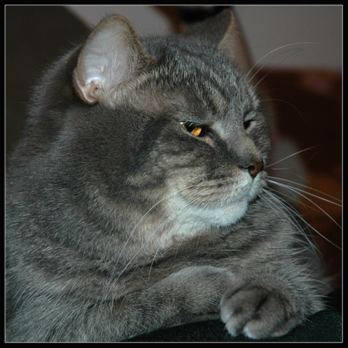 Кот ученый, говорящий. кот