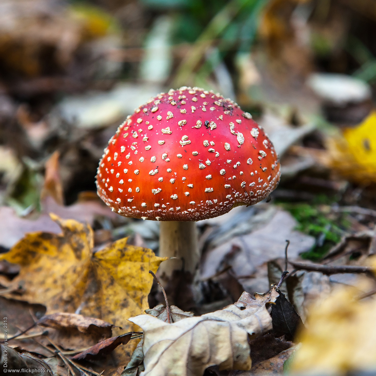 Мухомор мухомор, гриб, осень, красный, лес, природа, натура, amanita, autumn, flickphoto, fly-agaric, forest, mushroom, red, spot
