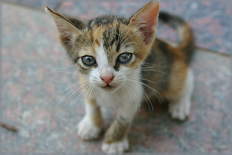 Мама? кот, котенок, египет, ботанический, остров