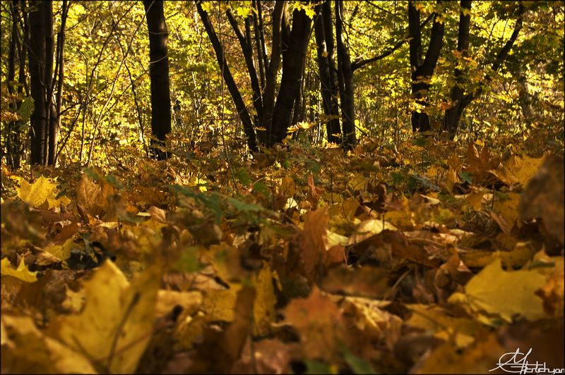 Последний день \"бабьего лета\" парк осень листья