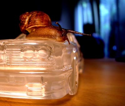 snail 