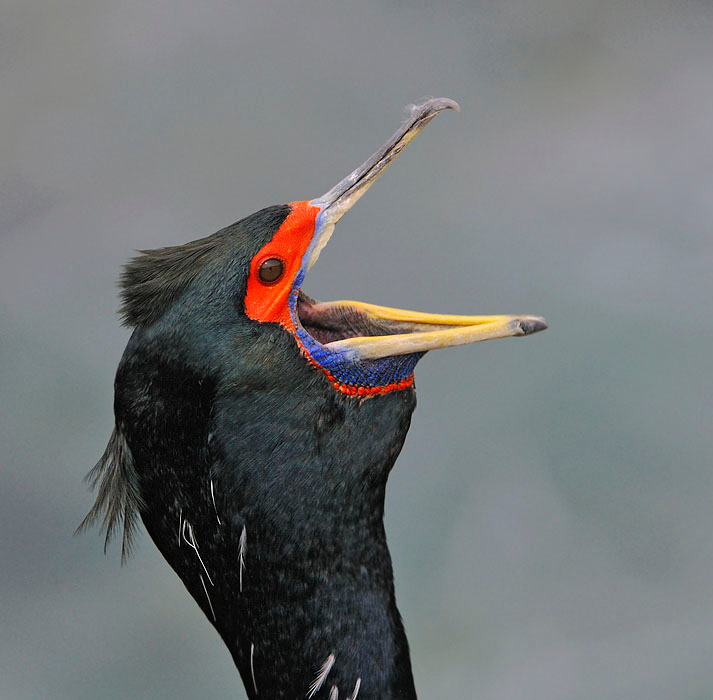 Зевок Краснолицый баклан, Phalacrocorax urile, Остров Св. Георгия, о-ва Прибылова, Red-faced Cormorant, St. George Island, the Pribilofs, Bering Sea, Alaska