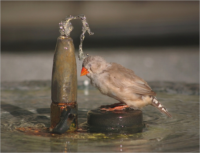 .. I hate Shower ! .. 
