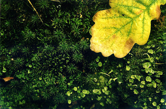 Жёлтый 