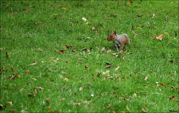 On the grass.. белка трава парк