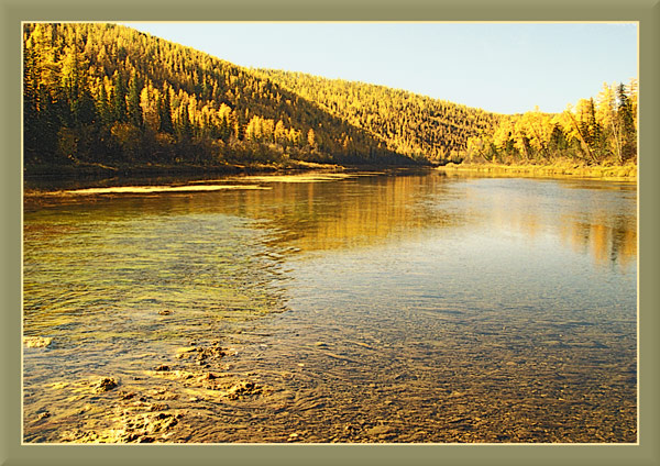 Золотая тайга. река вода тайга