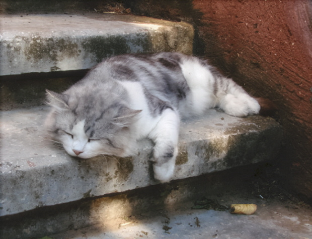 sleepy 