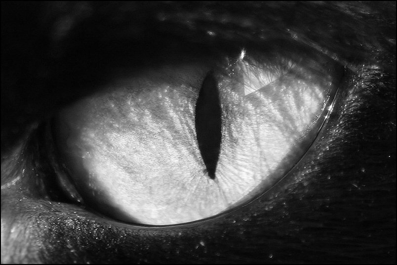 Alien eye.... глаз кот кошка