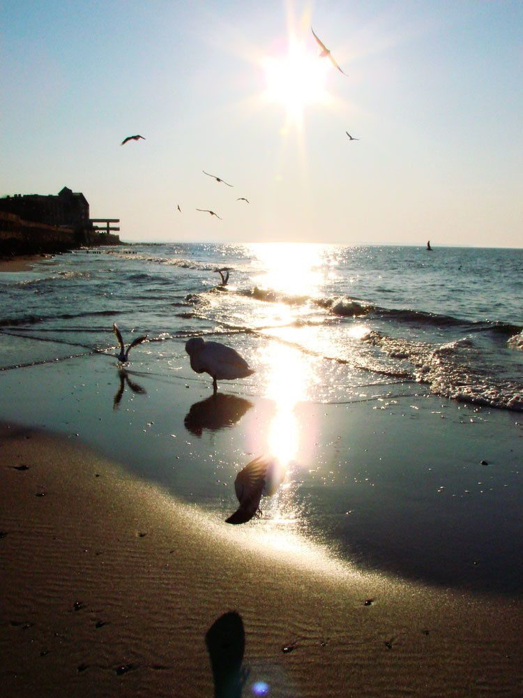 birds море, птицы, закат