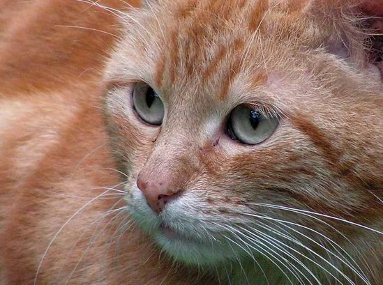 Котище кошка