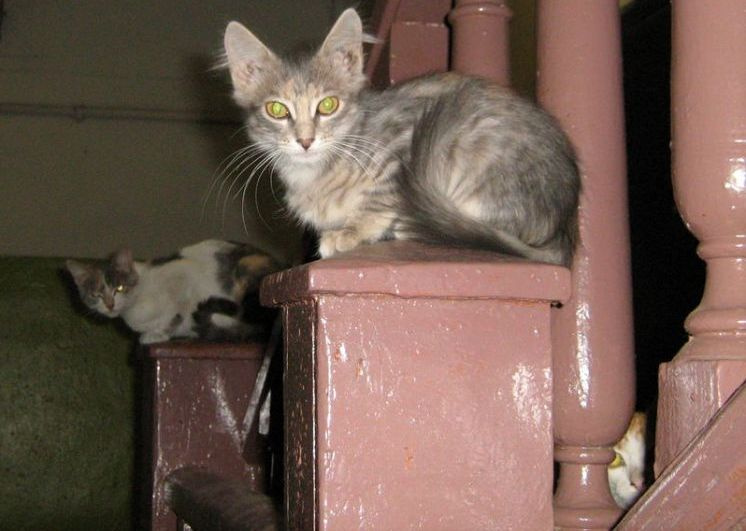 Фейс-контроль Кошки