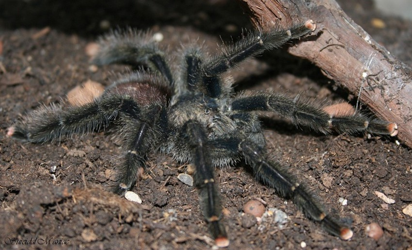 Avicularia Urticans (или грустные глаза десятилапого мужчины,ввиду отсутствия женщины для продолжения рода) Avicularia Urticans
