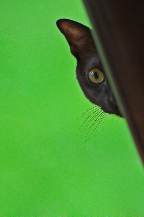 Spy 
