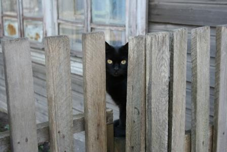 На страже животные, коты