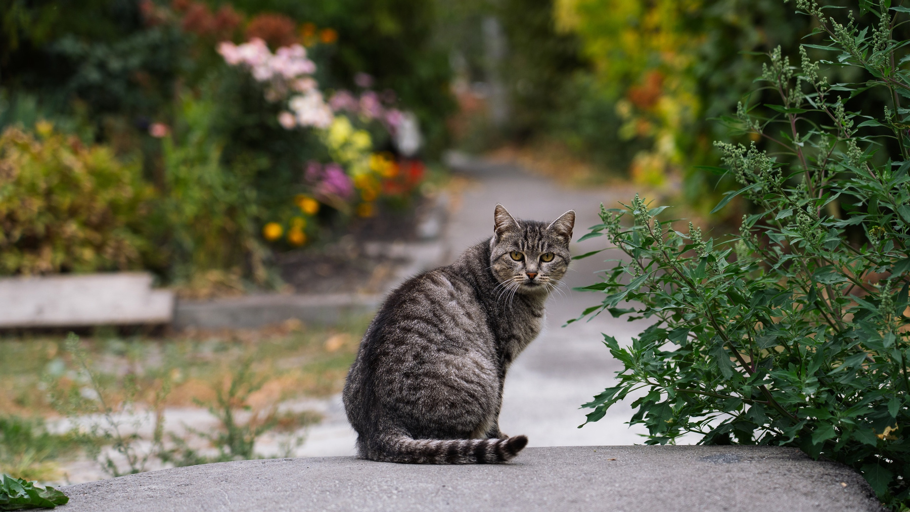 Кот 