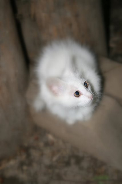 сам пришёл кот кошка подвал