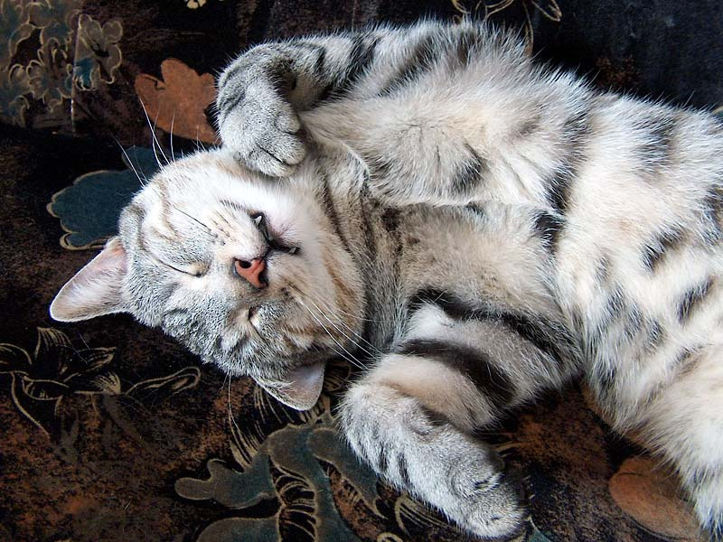 Сладкий сон мой кот