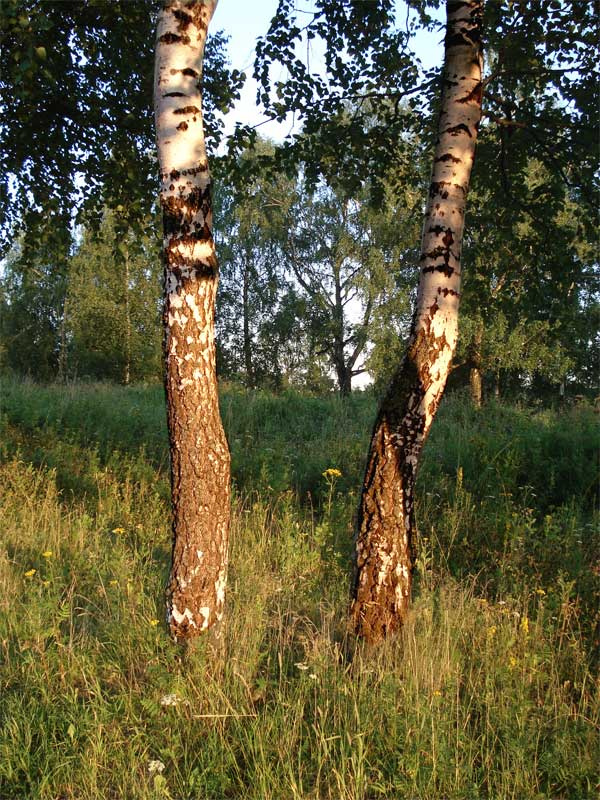 Берёзовое лето берёзы, роща.