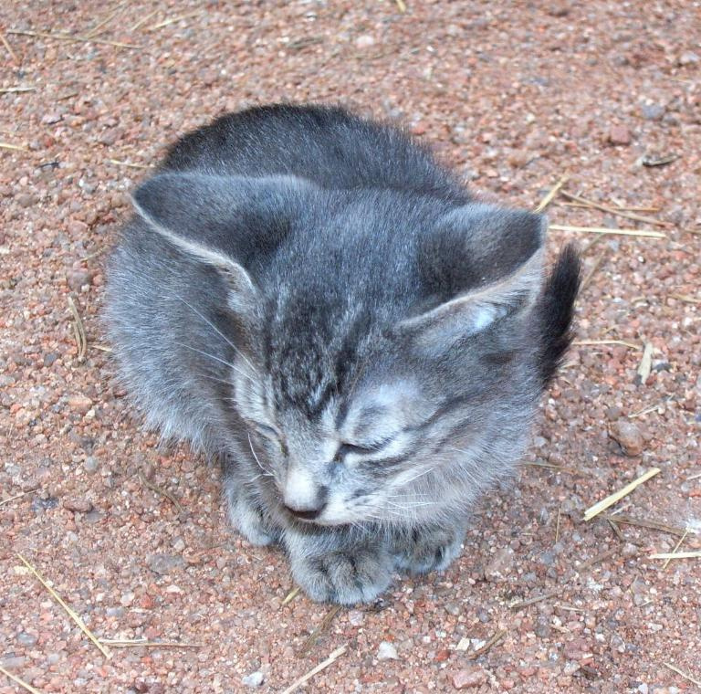 Крошка котенок