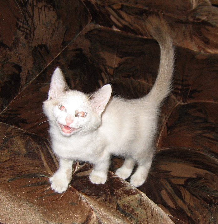 smile котята