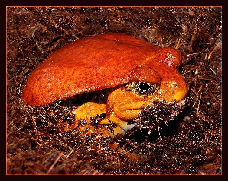 Какая гадость ваша заливная рыба! лягушка-помидор Dyscophus guineti