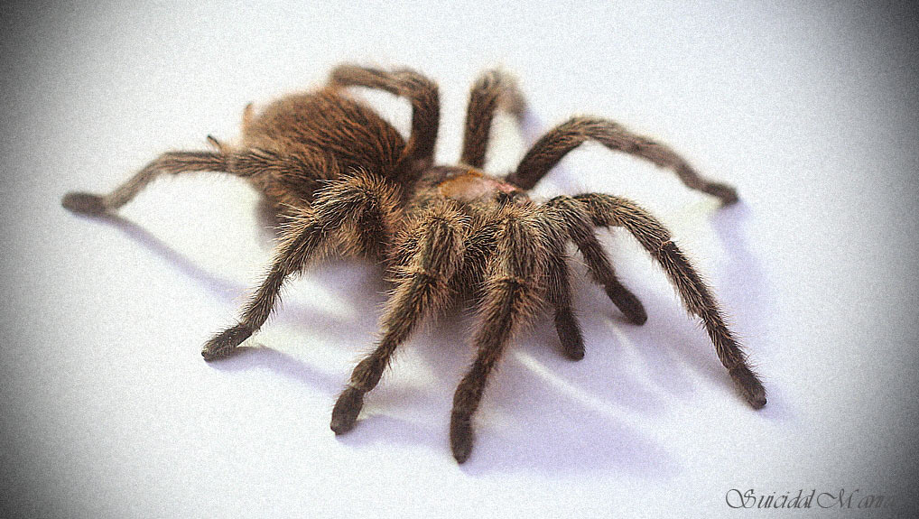 Grammostola Rosea tarantula spider
