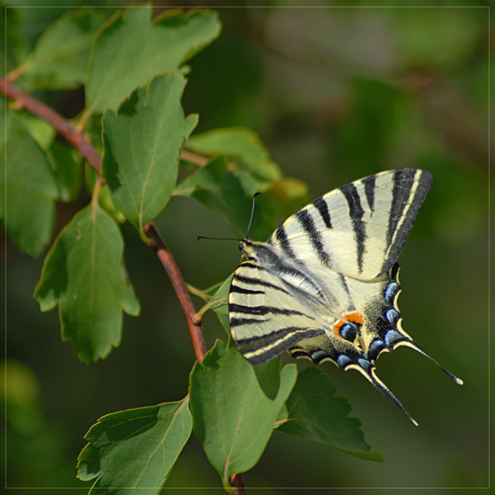 На качелях.. бабочка парусник Iphiclides podalirius