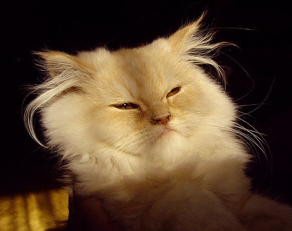Кошка, которой все надоели... 