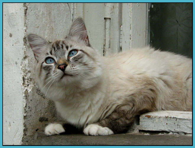 Мечты Кот мечты