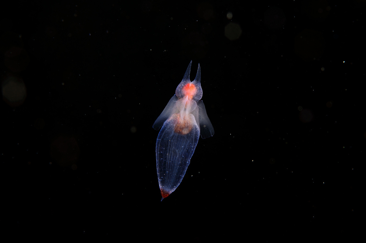 Морской ангел (Clion lumacina) 