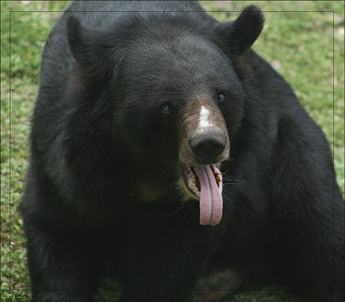 И зачем я только эту шубу утром напялил?! медведь miami metro zoo