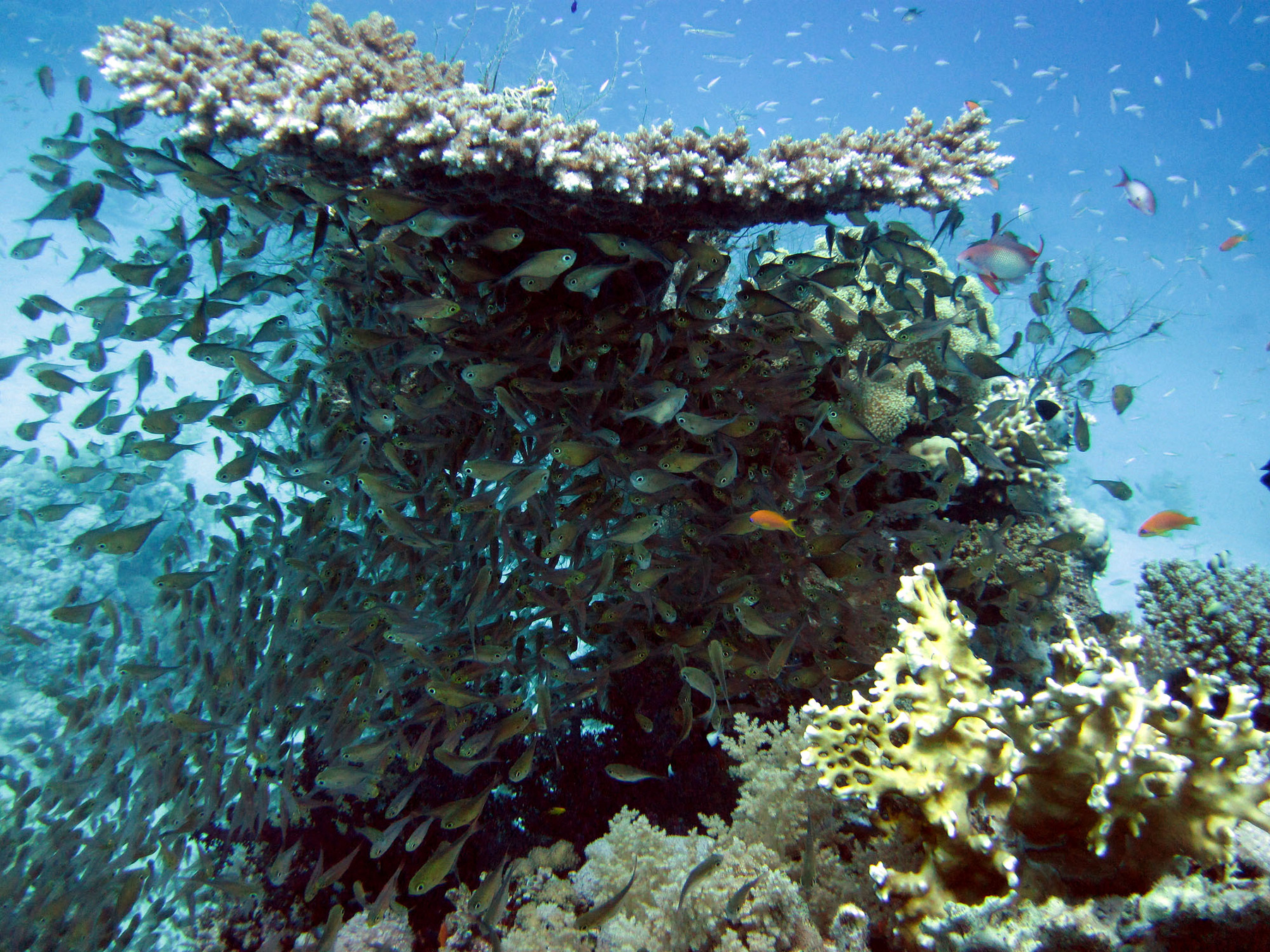 *** дайвинг glassfish море