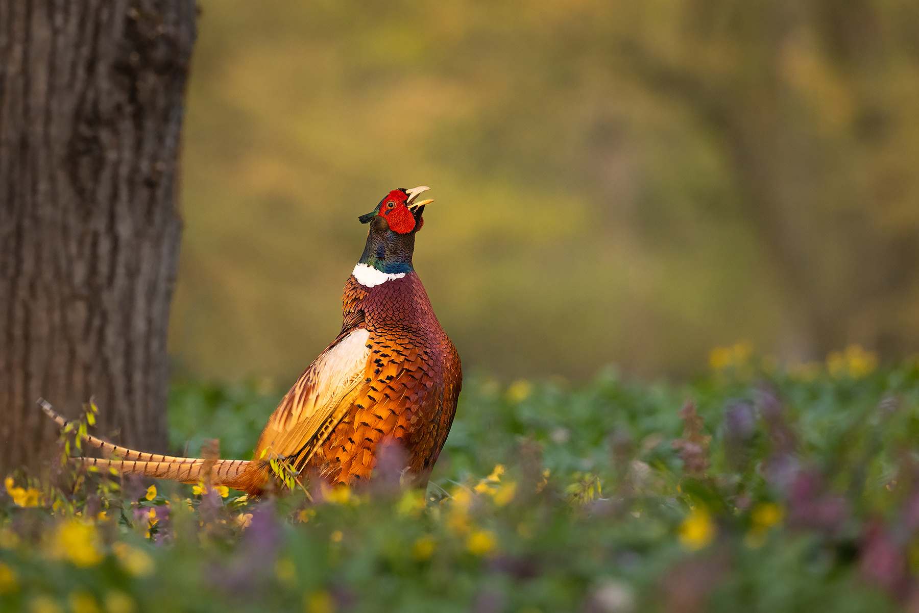 Pheasant 