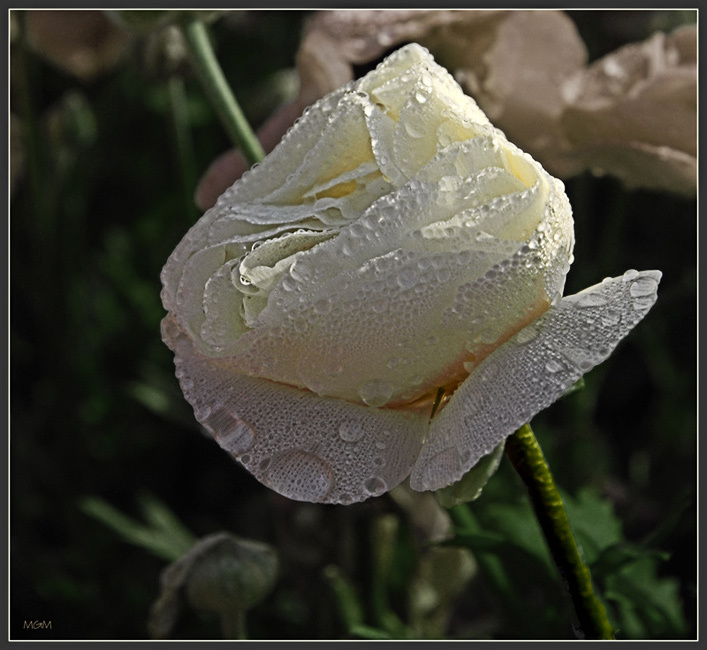 Morning dew 