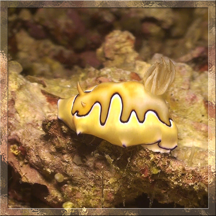 Коровка сливочная Голожаберник, Nudybranch, Sogod Bay, Филиппины, Philippines