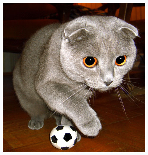 лови,я тебе пасуююююю..... мой кот Коста