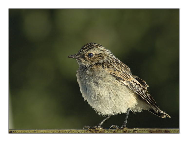 Молодой чекан луговой чекан saxicola rubetra whinchat