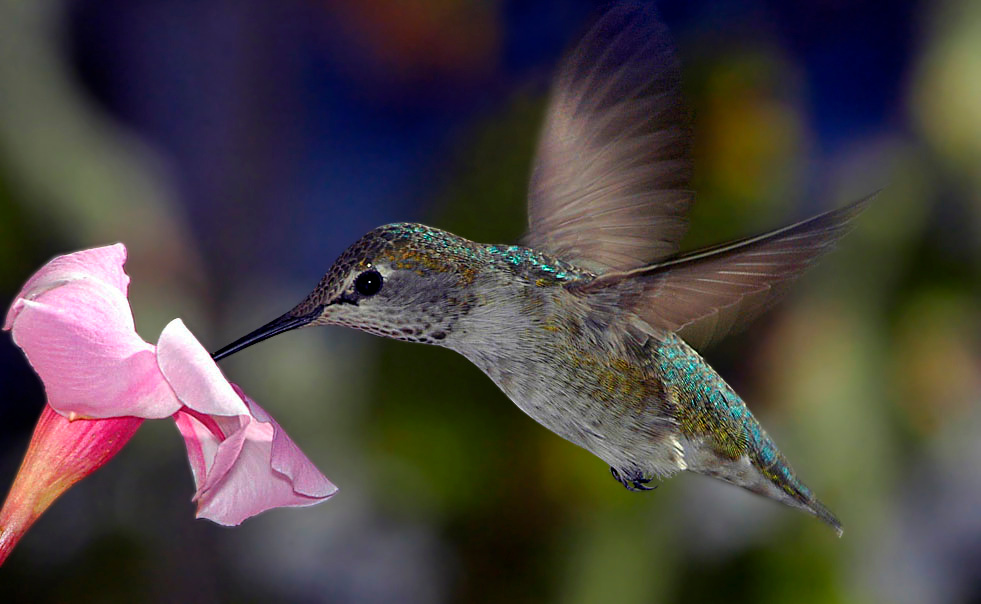 Колибри Анны (Calypte anna) Колибри, Calypte, anna, hummingbird