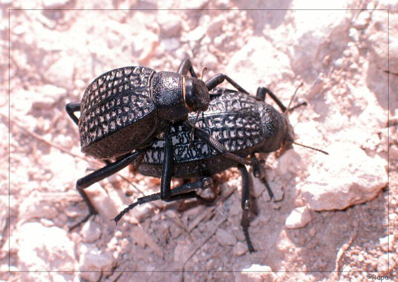 Love side of insect\'s life жуки