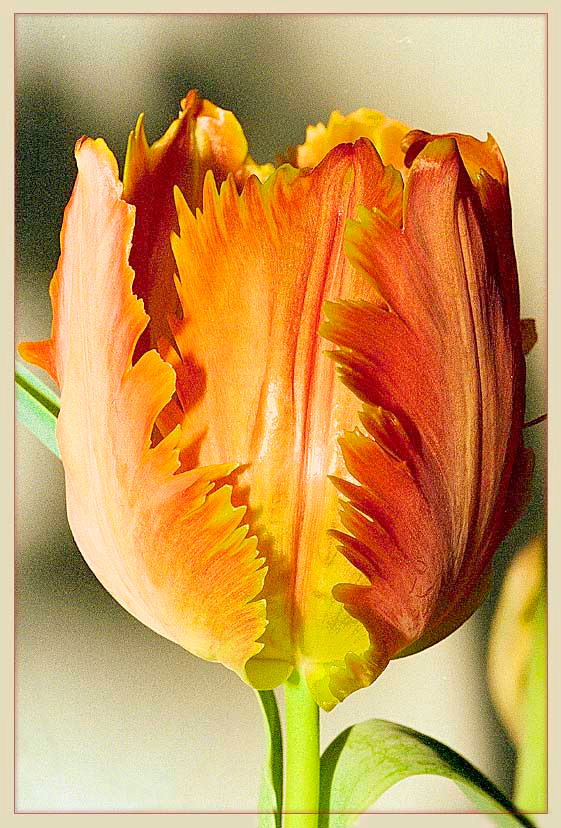 TULIPA #2 